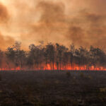 Orman yangınlarının sayısı 2024’ün başından bu yana %22 arttı