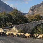 Girit’teki kooperatif dolandırıcılıkla bağlantılı