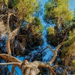 Acharnes sakinleri planlanan çam ağacı kesimini protesto etti