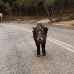 Videoda Selanik sokaklarında dolaşan yaban domuzları görüntülendi